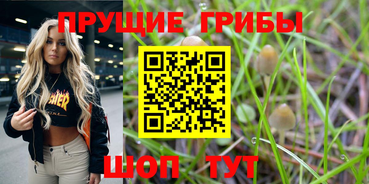 Псилоцибиновые грибы Psilocybine cubensis Солнечногорск